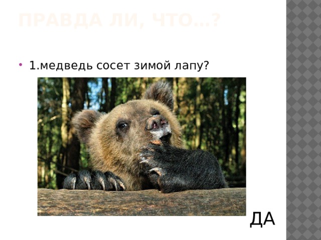 Правда ли, что…?   1.медведь сосет зимой лапу? ДА  