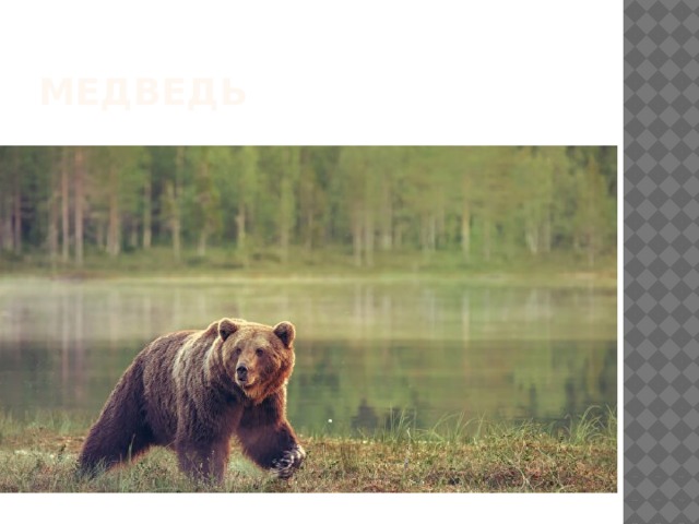 медведь 