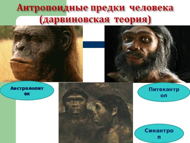 Австралопитек Питекантроп Синантроп 