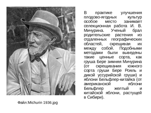  В практике улучшения плодово-ягодных культур особое место занимает селекционная работа И. В. Мичурина. Ученый брал родительские растения из отдаленных географических областей, скрещивая их между собой. Подобными методами были выведены такие ценные сорта, как груша Бере зимняя Мичурина (от скрещивания южного сорта груши Бере Рояль и дикой уссурийской груши) и яблони Бельфлер-китайка (от американской яблони Бельфлер желтый и китайской яблони, растущей в Сибири). Файл:Michurin 1936.jpg 