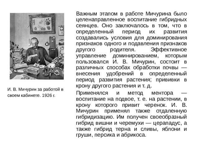  Важным этапом в работе Мичурина было целенаправленное воспитание гибридных сеянцев. Оно заключалось в том, что в определенный период их развития создавались условия для доминирования признаков одного и подавления признаков другого родителя. Эффективное управление доминированием, которым пользовался И. В. Мичурин, состоит в различных способах обработки почвы — внесения удобрений в определенный период развития растения; прививки в крону другого растения и т. д.  Применялся и метод ментора — воспитание на подвое, т. е. на растении, в крону которого привит черенок. И. В. Мичурин применял также отдаленную гибридизацию. Им получен своеобразный гибрид вишни и черемухи — церападус, а также гибрид терна и сливы, яблони и груши, персика и абрикоса. И. В. Мичурин за работой в своем кабинете. 1926 г.  
