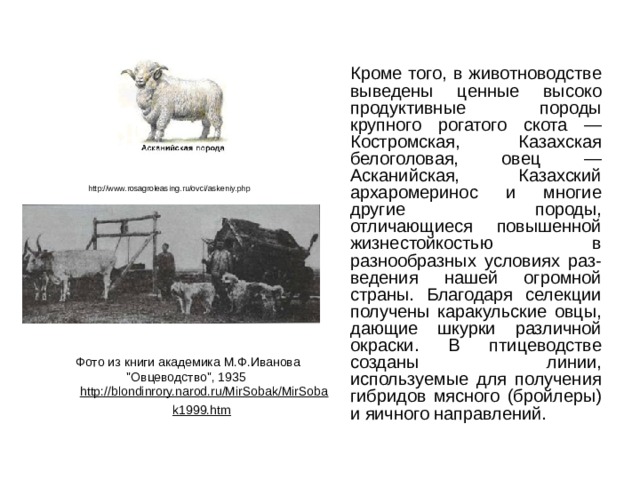  Кроме того, в животноводстве выведены ценные высоко продуктивные породы крупного рогатого скота — Костромская, Казахская белоголовая, овец — Асканийская, Казахский архаромеринос и многие другие породы, отличающиеся повышенной жизнестойкостью в разнообразных условиях раз- ведения нашей огромной страны. Благодаря селекции получены каракульские овцы, дающие шкурки различной окраски. В птицеводстве созданы линии, используемые для получения гибридов мясного (бройлеры) и яичного направлений. http://www.rosagroleasing.ru/ovci/askeniy.php Фото из книги академика М.Ф.Иванова 