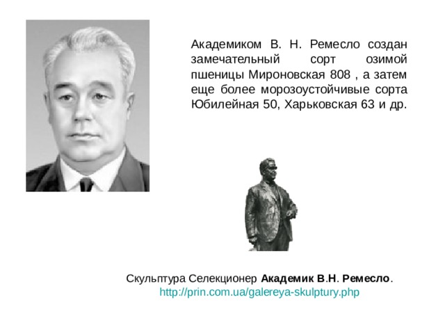  Академиком В. Н. Ремесло создан замечательный сорт озимой пшеницы Мироновская 808 , а затем еще более морозоустойчивые сорта Юбилейная 50, Харьковская 63 и др. Скульптура Селекционер Академик  В . Н . Ремесло . http://prin.com.ua/galereya-skulptury.php  