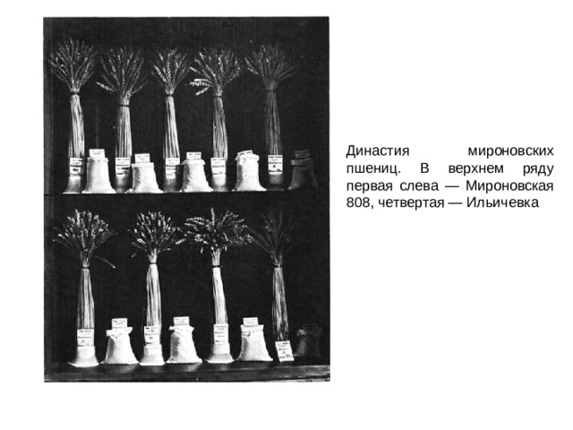 Династия мироновских пшениц. В верхнем ряду первая слева — Мироновская 808, четвертая — Ильичевка 