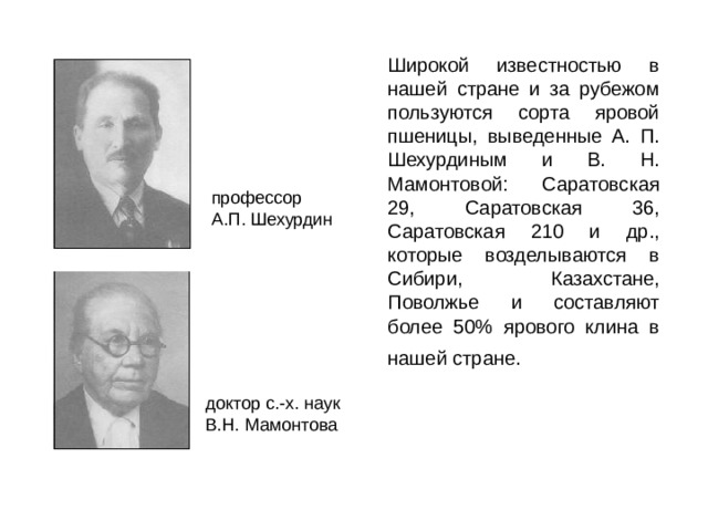  Широкой известностью в нашей стране и за рубежом пользуются сорта яровой пшеницы, выведенные А. П. Шехурдиным и В. Н. Мамонтовой: Саратовская 29, Саратовская 36, Саратовская 210 и др., которые возделываются в Сибири, Казахстане, Поволжье и составляют более 50% ярового клина в нашей стране.  профессор А.П. Шехурдин доктор с.-х. наук В.Н. Мамонтова 