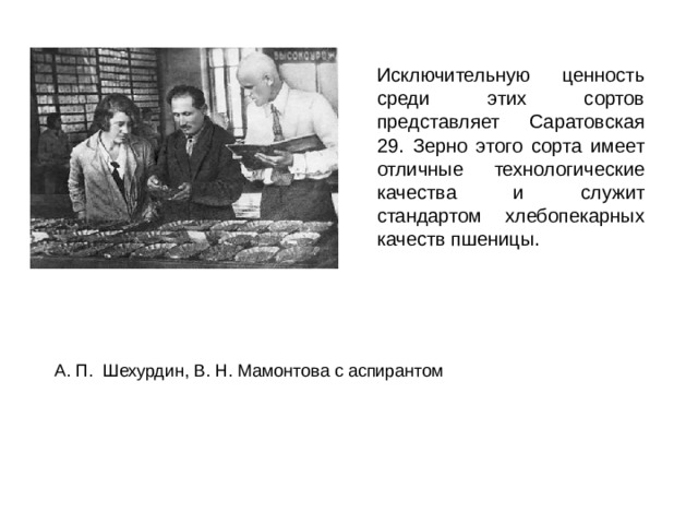  Исключительную ценность среди этих сортов представляет Саратовская 29. Зерно этого сорта имеет отличные технологические качества и служит стандартом хлебопекарных качеств пшеницы. А. П. Шехурдин, В. Н. Мамонтова с аспирантом 