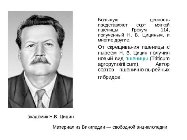  Большую ценность представляет сорт мягкой пшеницы Грекум 114, полученный Н. В. Цициным, и многие другие.  От скрещивания пшеницы с пыреем Н. В. Цицин получил новый вид пшеницы (Triticum agropynotriticum). Автор сортов пшенично-пырейных гибридов.  академик Н.В. Цицин Материал из Википедии — свободной энциклопедии 