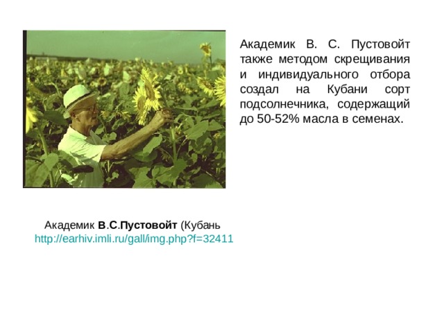  Академик В. С. Пустовойт также методом скрещивания и индивидуального отбора создал на Кубани сорт подсолнечника, содержащий до 50-52% масла в семенах. Академик В . С . Пустовойт (Кубань http://earhiv.imli.ru/gall/img.php?f=32411 