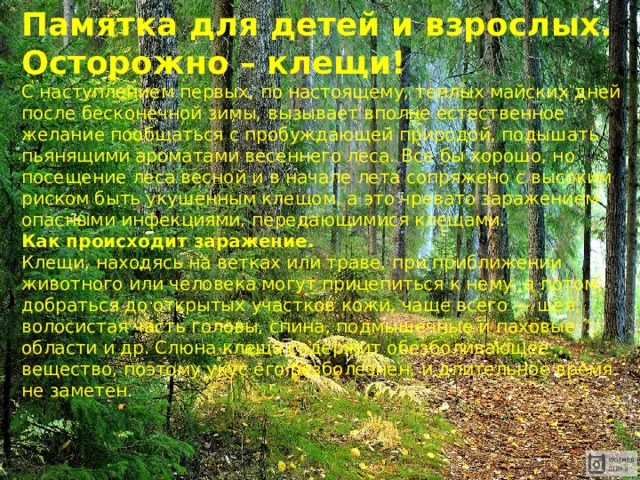 Памятка для детей и взрослых. Осторожно – клещи! С наступлением первых, по настоящему, теплых майских дней после бесконечной зимы, вызывает вполне естественное желание пообщаться с пробуждающей природой, подышать пьянящими ароматами весеннего леса. Все бы хорошо, но посещение леса весной и в начале лета сопряжено с высоким риском быть укушенным клещом, а это чревато заражением опасными инфекциями, передающимися клещами. Как происходит заражение. Клещи, находясь на ветках или траве, при приближении животного или человека могут прицепиться к нему, а потом добраться до открытых участков кожи, чаще всего — шея, волосистая часть головы, спина, подмышечные и паховые области и др. Слюна клеща содержит обезболивающее вещество, поэтому укус его безболезнен, и длительное время не заметен. 