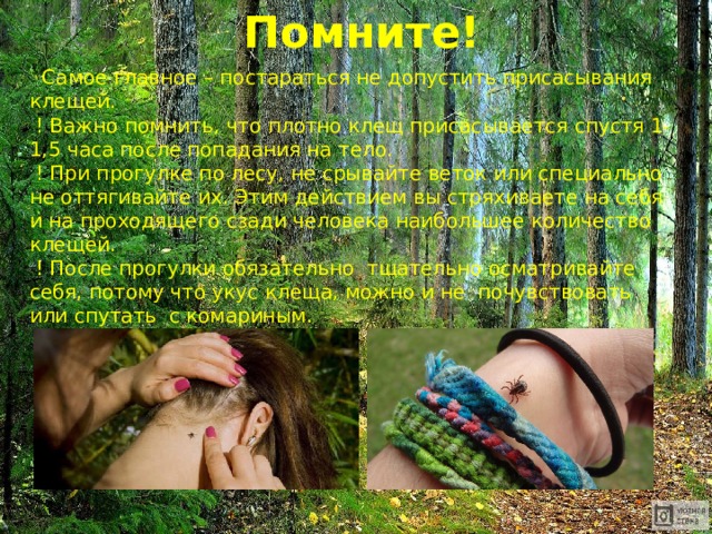 Помните!  Самое главное – постараться не допустить присасывания клещей.  ! Важно помнить, что плотно клещ присасывается спустя 1-1,5 часа после попадания на тело.  ! При прогулке по лесу, не срывайте веток или специально не оттягивайте их. Этим действием вы стряхиваете на себя и на проходящего сзади человека наибольшее количество клещей.  ! После прогулки обязательно тщательно осматривайте себя, потому что укус клеща, можно и не почувствовать или спутать с комариным. 