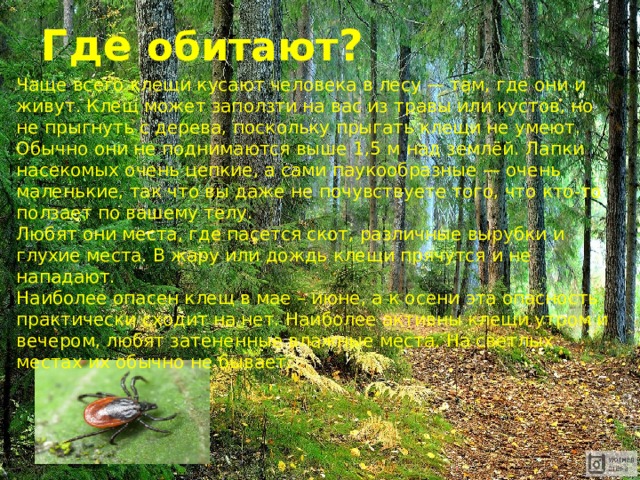Где обитают ? Чаще всего клещи кусают человека в лесу — там, где они и живут. Клещ может заползти на вас из травы или кустов, но не прыгнуть с дерева, поскольку прыгать клещи не умеют. Обычно они не поднимаются выше 1,5 м над землёй. Лапки насекомых очень цепкие, а сами паукообразные — очень маленькие, так что вы даже не почувствуете того, что кто-то ползает по вашему телу. Любят они места, где пасется скот, различные вырубки и глухие места. В жару или дождь клещи прячутся и не нападают. Наиболее опасен клещ в мае – июне, а к осени эта опасность практически сходит на нет. Наиболее активны клещи утром и вечером, любят затененные влажные места. На светлых местах их обычно не бывает. 
