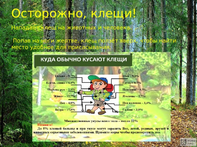 Осторожно, клещи! Нападает клещ на животных и человека.  Попав на ноги жертве, клещ ползёт вверх, чтобы найти место удобное для присасывания. 