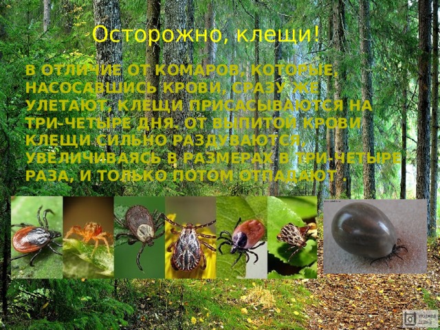Осторожно, клещи! В отличие от комаров, которые, насосавшись крови, сразу же улетают, клещи присасываются на три-четыре дня. От выпитой крови клещи сильно раздуваются, увеличиваясь в размерах в три-четыре раза, и только потом отпадают . 