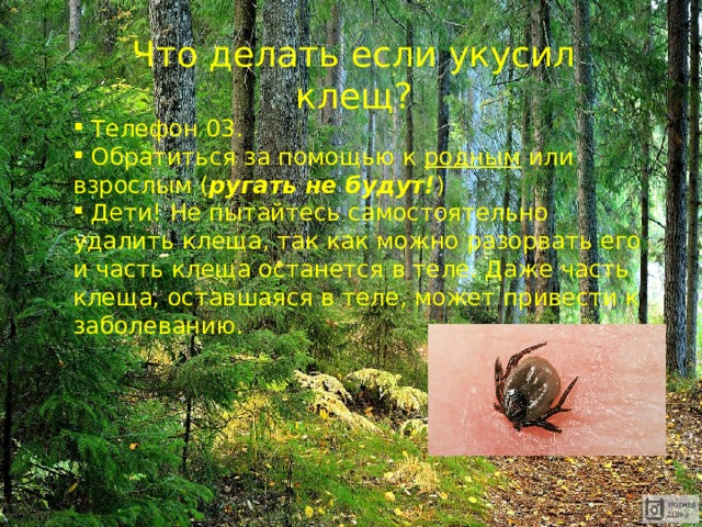 Что делать если укусил клещ?  Телефон 03.  Обратиться за помощью к родным или взрослым ( ругать не будут! )  Дети! Не пытайтесь самостоятельно удалить клеща, так как можно разорвать его и часть клеща останется в теле. Даже часть клеща, оставшаяся в теле, может привести к заболеванию. 