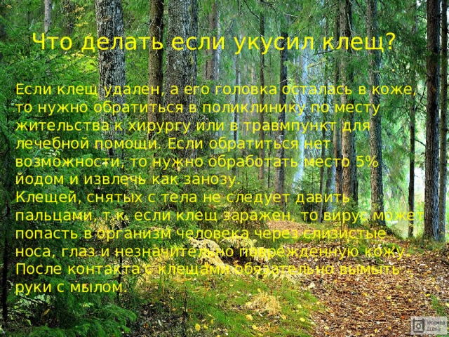Что делать если укусил клещ? Если клещ удален, а его головка осталась в коже, то нужно обратиться в поликлинику по месту жительства к хирургу или в травмпункт для лечебной помощи. Если обратиться нет возможности, то нужно обработать место 5% йодом и извлечь как занозу. Клещей, снятых с тела не следует давить пальцами, т.к. если клещ заражен, то вирус может попасть в организм человека через слизистые носа, глаз и незначительно поврежденную кожу. После контакта с клещами обязательно вымыть руки с мылом. 