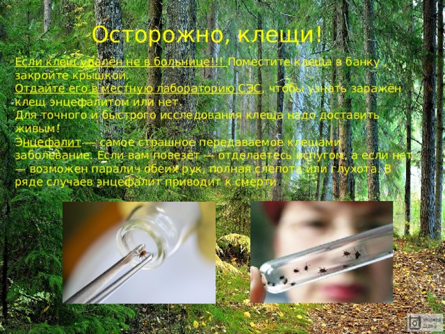 Осторожно, клещи! Если клещ удалён не в больнице!!! Поместите клеща в банку , закройте крышкой. Отдайте его в местную лабораторию СЭС , чтобы узнать заражён клещ энцефалитом или нет. Для точного и быстрого исследования клеща надо доставить живым! Э нцефалит — самое страшное передаваемое клещами заболевание. Если вам повезёт — отделаетесь испугом, а если нет — возможен паралич обеих рук, полная слепота или глухота. В ряде случаев энцефалит приводит к смерти . 