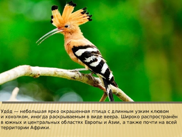 Удо́д — небольшая ярко окрашенная птица с длинным узким клювом и хохолком, иногда раскрываемым в виде веера. Широко распространён в южных и центральных областях Европы и Азии, а также почти на всей территории Африки. 