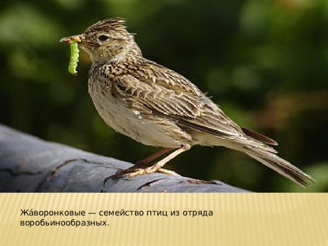 Жа́воронковые — семейство птиц из отряда воробьинообразных. 