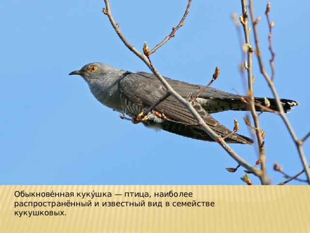 Обыкнове́нная куку́шка — птица, наиболее распространённый и известный вид в семействе кукушковых.  