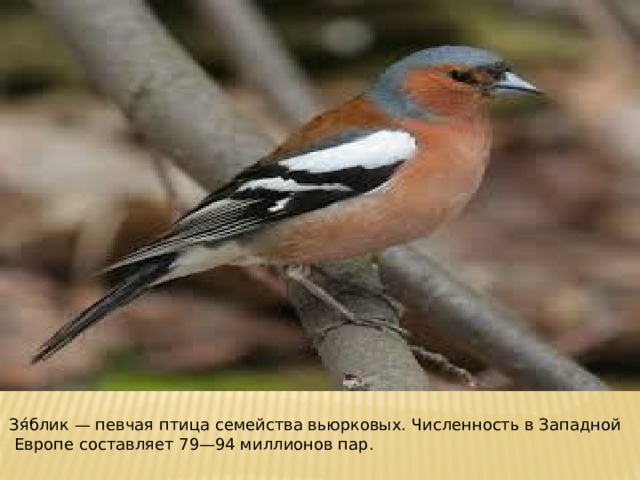 Зя́блик — певчая птица семейства вьюрковых. Численность в Западной  Европе составляет 79—94 миллионов пар. 