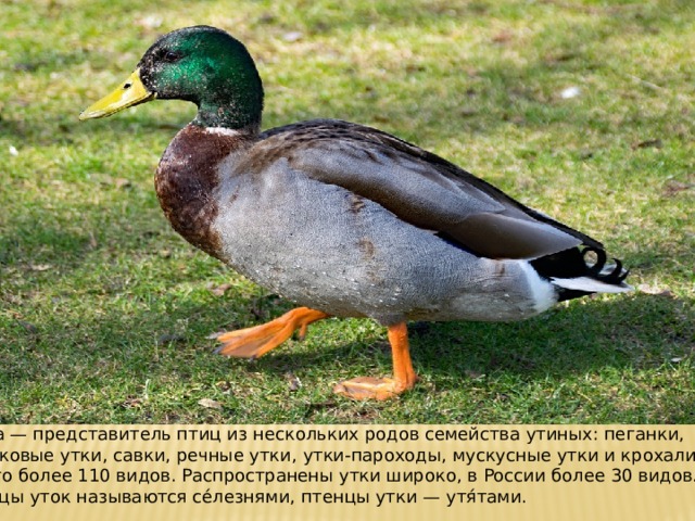 У́тка — представитель птиц из нескольких родов семейства утиных: пеганки, нырковые утки, савки, речные утки, утки-пароходы, мускусные утки и крохали; всего более 110 видов. Распространены утки широко, в России более 30 видов. Самцы уток называются се́лезнями, птенцы утки — утя́тами. 