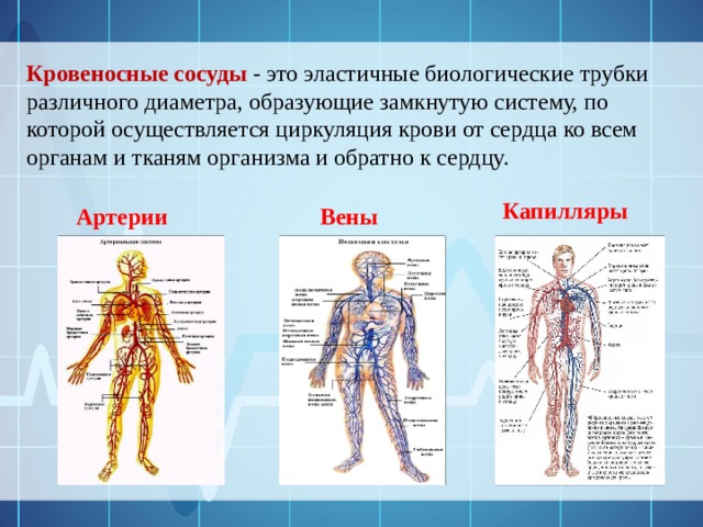 Кровеносные сосуды - это эластичные биологические трубки различного диаметра, образующие замкнутую систему, по которой осуществляется циркуляция крови от сердца ко всем органам и тканям организма и обратно к сердцу. Капилляры Артерии  Вены 