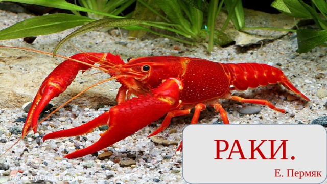 РАКИ. Е. Пермяк 