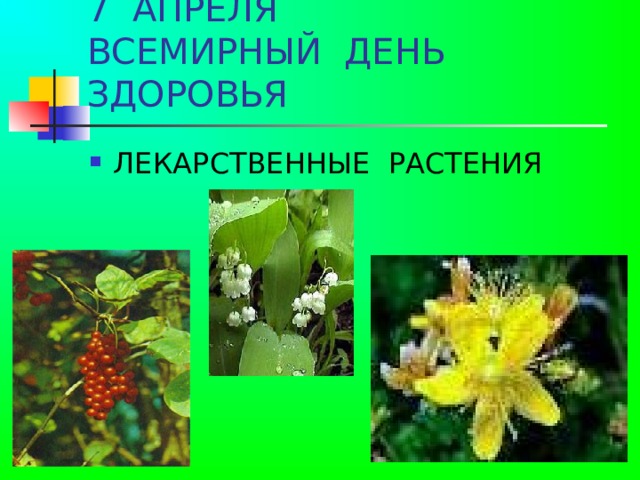 7 АПРЕЛЯ  ВСЕМИРНЫЙ ДЕНЬ ЗДОРОВЬЯ ЛЕКАРСТВЕННЫЕ РАСТЕНИЯ 