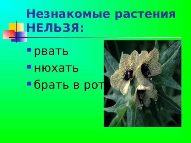 Незнакомые растения НЕЛЬЗЯ:  рвать нюхать брать в рот 