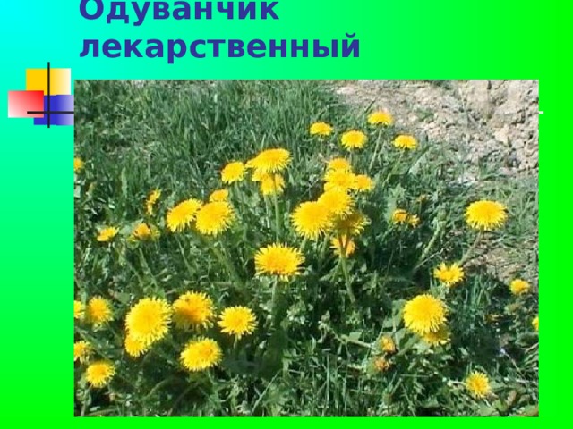 Одуванчик лекарственный    