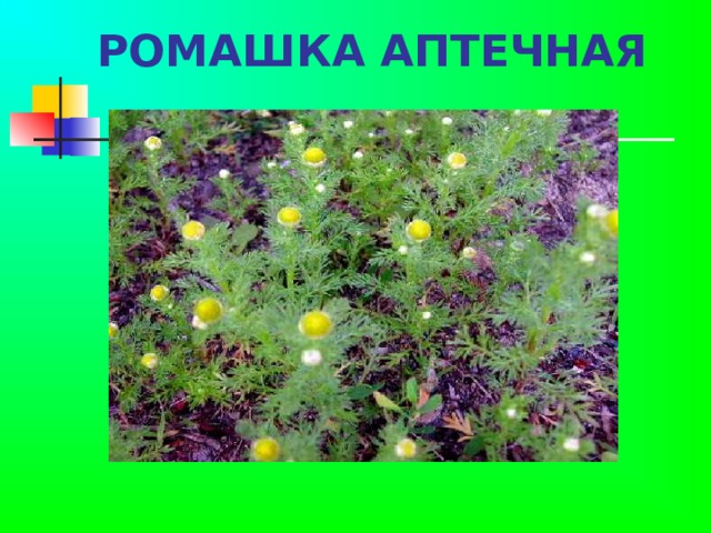 РОМАШКА АПТЕЧНАЯ    