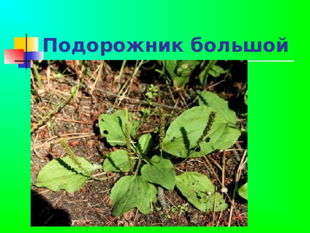 Подорожник большой 