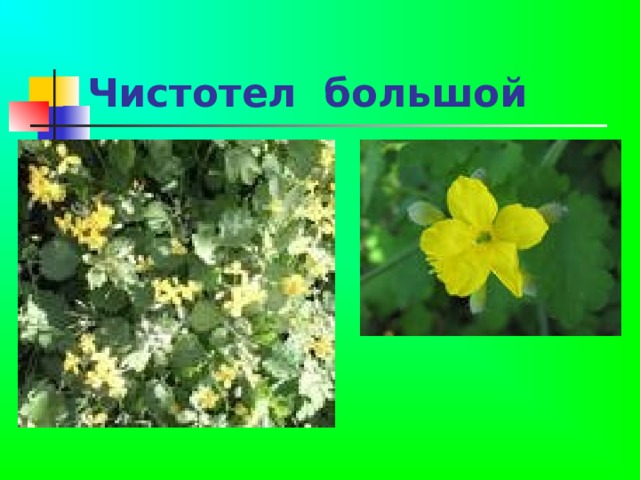 Чистотел большой 