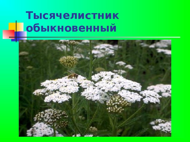 Тысячелистник обыкновенный  