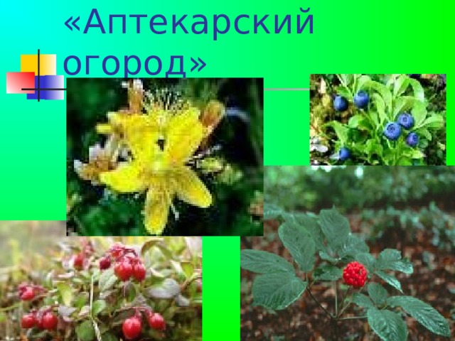 «Аптекарский огород»  