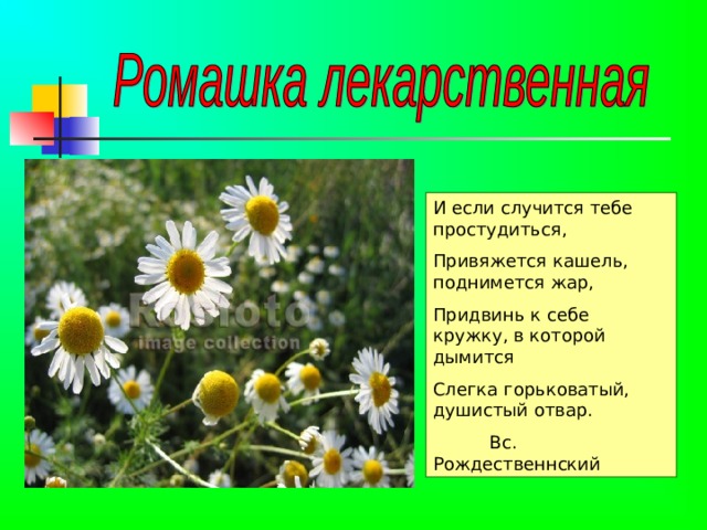 И если случится тебе простудиться, Привяжется кашель, поднимется жар, Придвинь к себе кружку, в которой дымится Слегка горьковатый, душистый отвар.  Вс. Рождественнский 