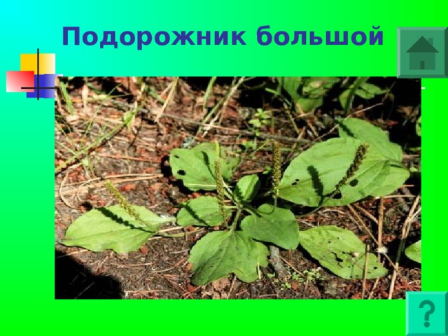 Подорожник большой    