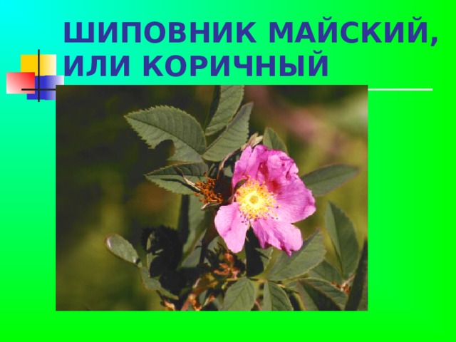 ШИПОВНИК МАЙСКИЙ, ИЛИ КОРИЧНЫЙ  