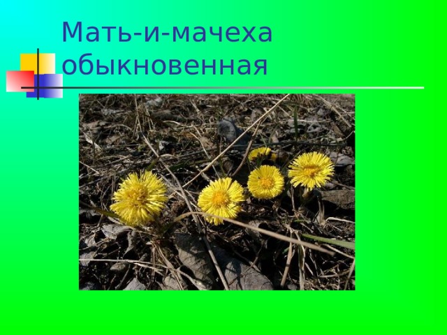 Мать-и-мачеха обыкновенная  