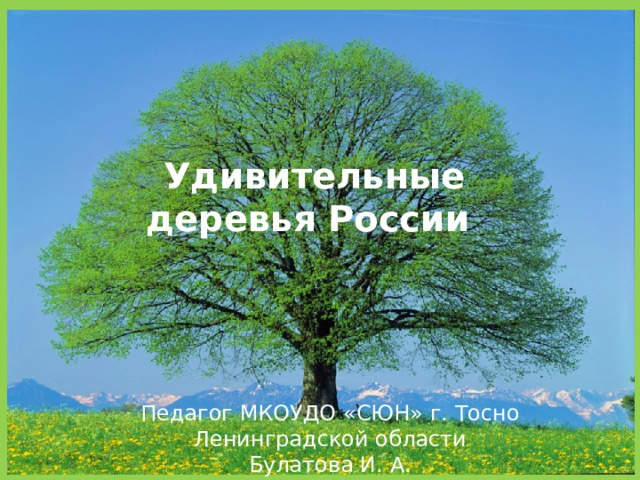 Удивительные деревья России Педагог МКОУДО «СЮН» г. Тосно Ленинградской области Булатова И. А. 