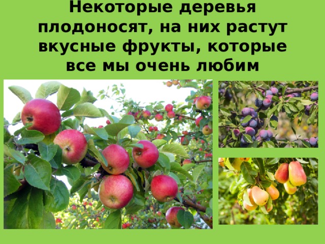 Некоторые деревья плодоносят, на них растут вкусные фрукты, которые все мы очень любим 