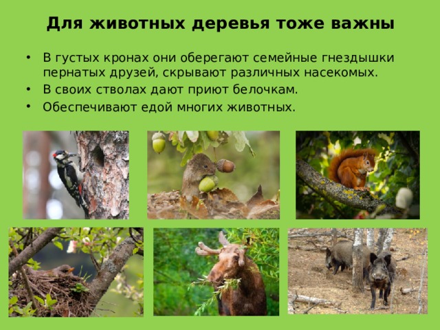 Для животных деревья тоже важны В густых кронах они оберегают семейные гнездышки пернатых друзей, скрывают различных насекомых. В своих стволах дают приют белочкам. Обеспечивают едой многих животных. 