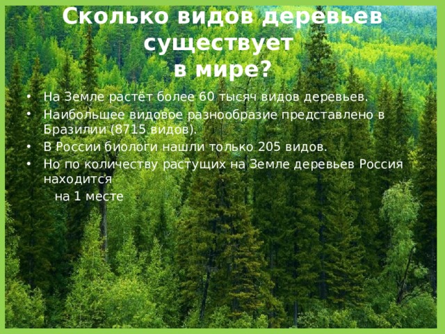 Сколько видов деревьев существует  в мире? На Земле растёт более 60 тысяч видов деревьев. Наибольшее видовое разнообразие представлено в Бразилии (8715 видов). В России биологи нашли только 205 видов. Но по количеству растущих на Земле деревьев Россия находится  на 1 месте 