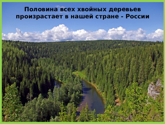Половина всех хвойных деревьев произрастает в нашей стране - России 