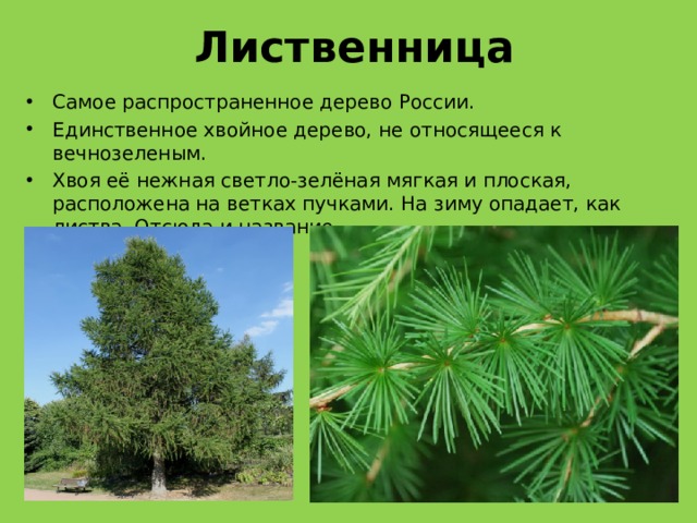 Лиственница Самое распространенное дерево России. Единственное хвойное дерево, не относящееся к вечнозеленым. Хвоя её нежная светло-зелёная мягкая и плоская, расположена на ветках пучками. На зиму опадает, как листва. Отсюда и название. 