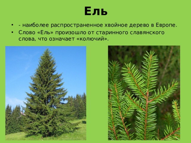 Ель - наиболее распространенное хвойное дерево в Европе. Слово «Ель» произошло от старинного славянского слова, что означает «колючий». 