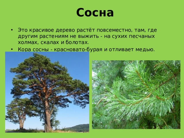 Сосна Это красивое дерево растёт повсеместно, там, где другим растениям не выжить - на сухих песчаных холмах, скалах и болотах. Кора сосны - красновато-бурая и отливает медью. 