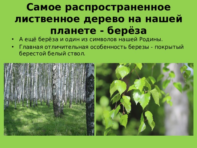 Самое распространенное лиственное дерево на нашей планете - берёза А ещё берёза и один из символов нашей Родины.  Главная отличительная особенность березы - покрытый берестой белый ствол. 