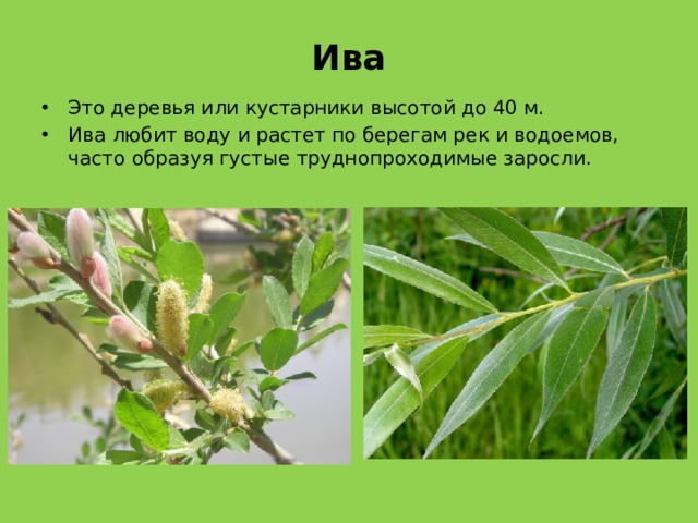 Ива Это деревья или кустарники высотой до 40 м. Ива любит воду и растет по берегам рек и водоемов, часто образуя густые труднопроходимые заросли. 