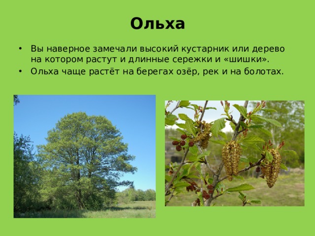 Ольха Вы наверное замечали высокий кустарник или дерево на котором растут и длинные сережки и «шишки». Ольха чаще растёт на берегах озёр, рек и на болотах. 